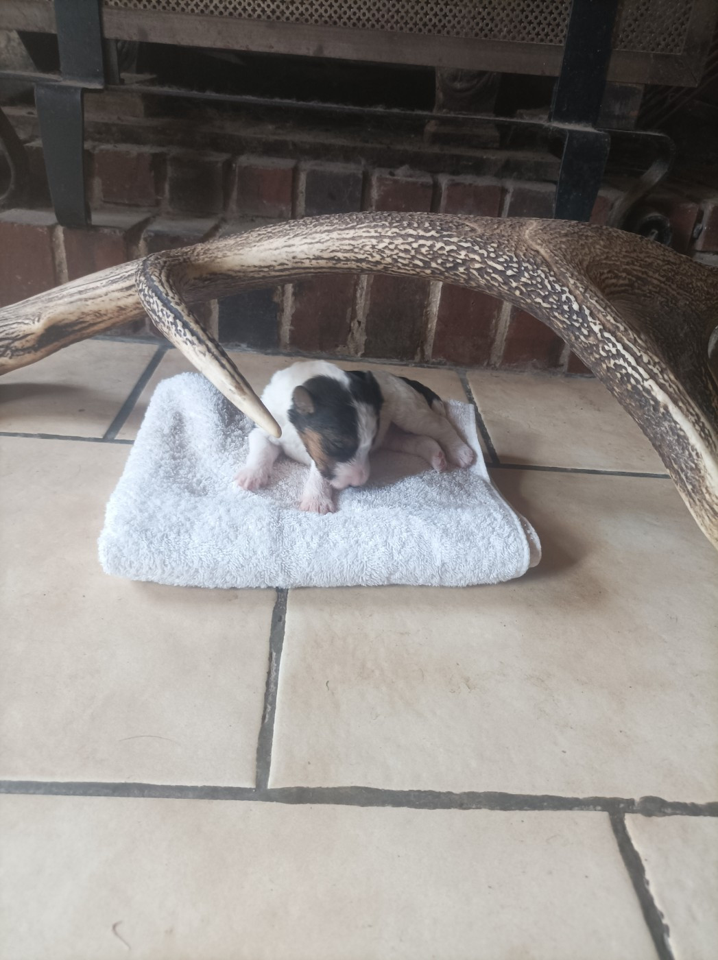 Du Clos Lemoine - Chiots disponibles - Fox Terrier Poil Dur