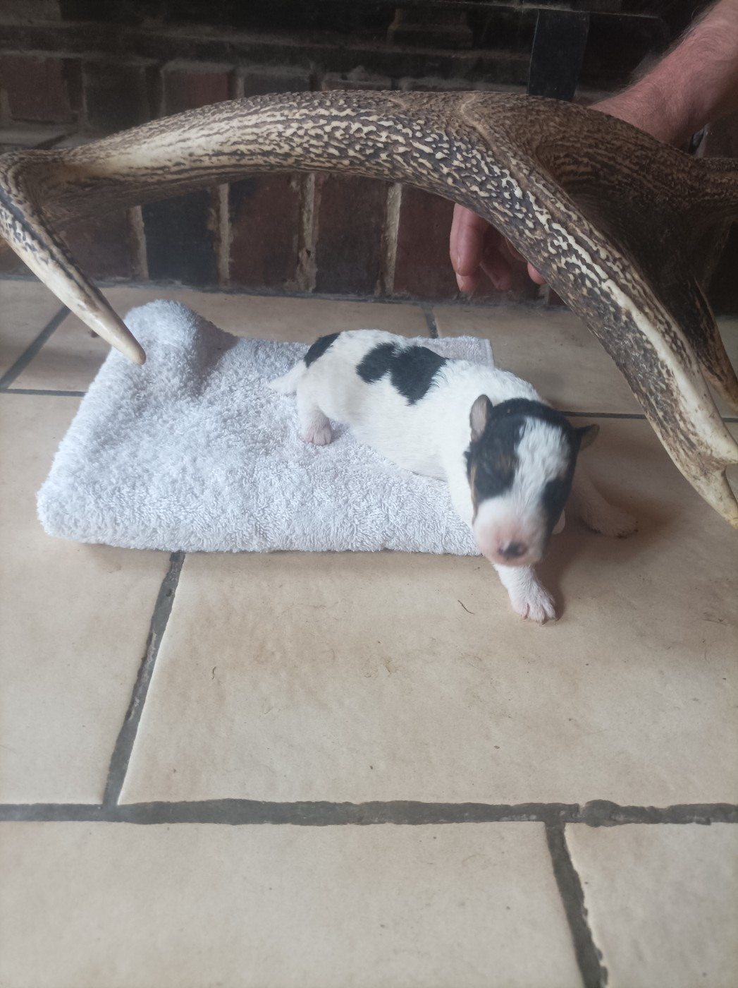 Du Clos Lemoine - Chiots disponibles - Fox Terrier Poil Dur